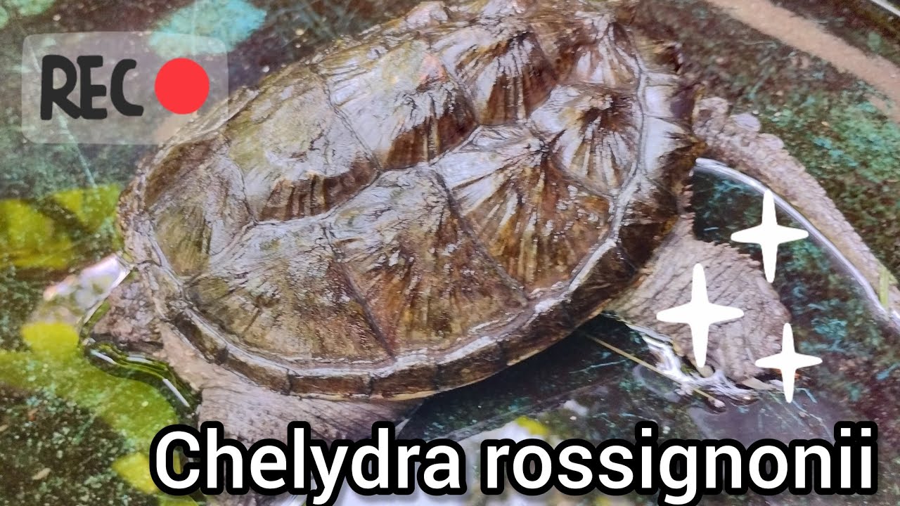 Tortuga lagarto mexicana, Chelydra rossignonii, limpiando su estanque.🐢🙂🌵