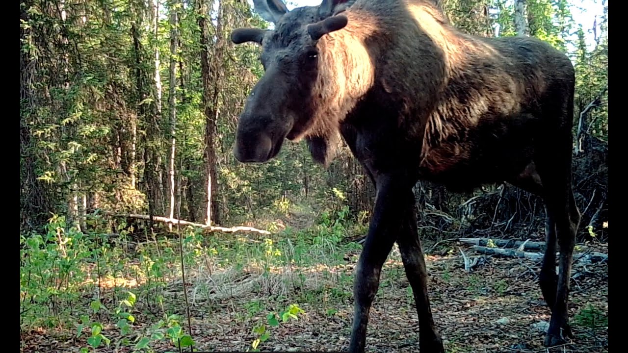 Alaska Trail Cam Video June 05, 2022