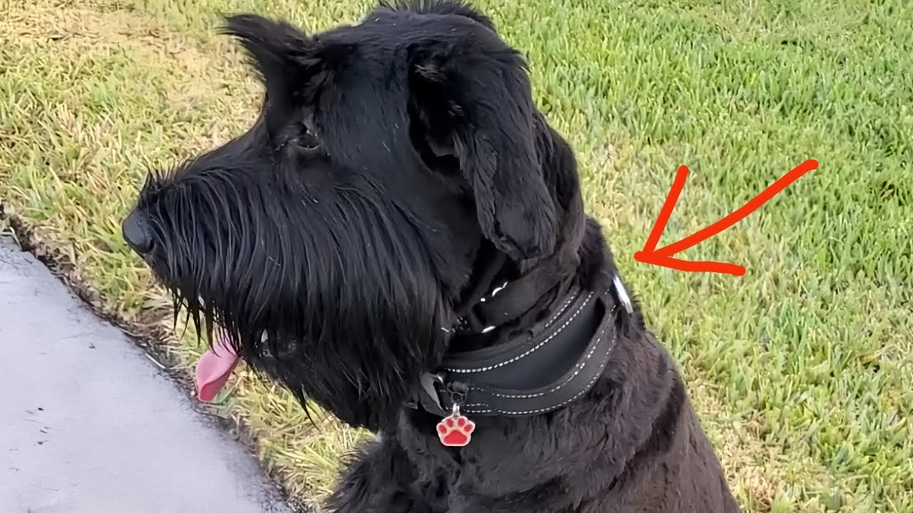 5 SUPER-PRODUCTS For Pets