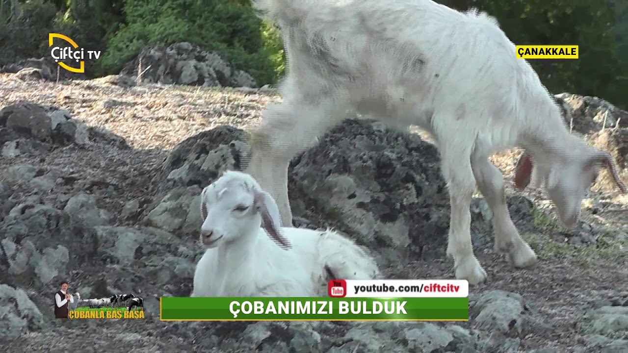 Bu Hafta Çanakkale'de Çobanımızlayız - Çobanla Baş Başa / Çiftçi TV