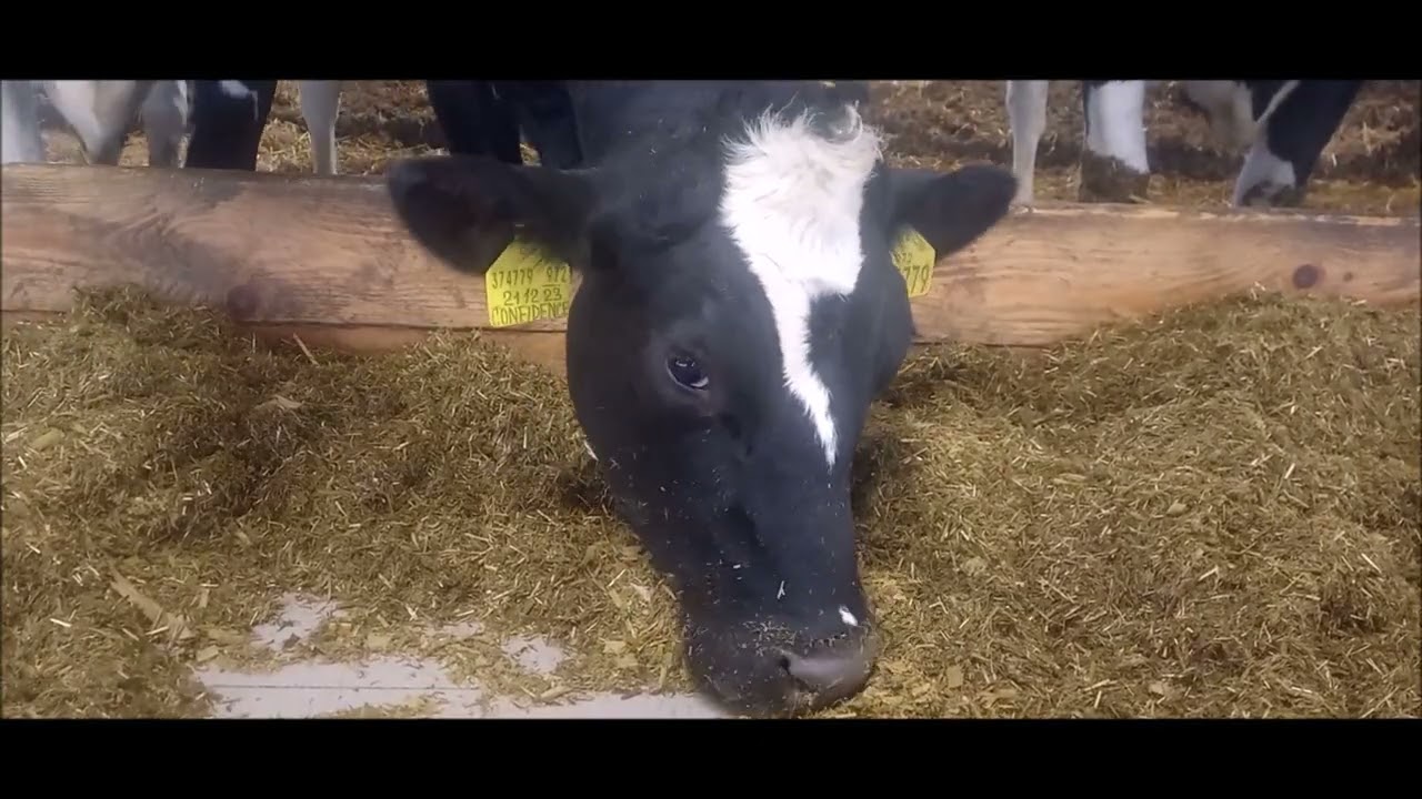 Cow Eating Feed 🐄 | Relaxing Farm Life Video