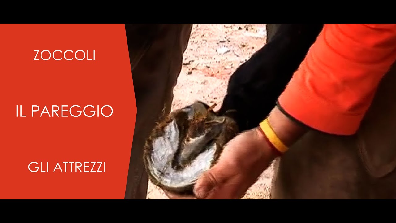 ♘ Cavalli  || Pareggio Zoccoli e Strumenti (Inedito)