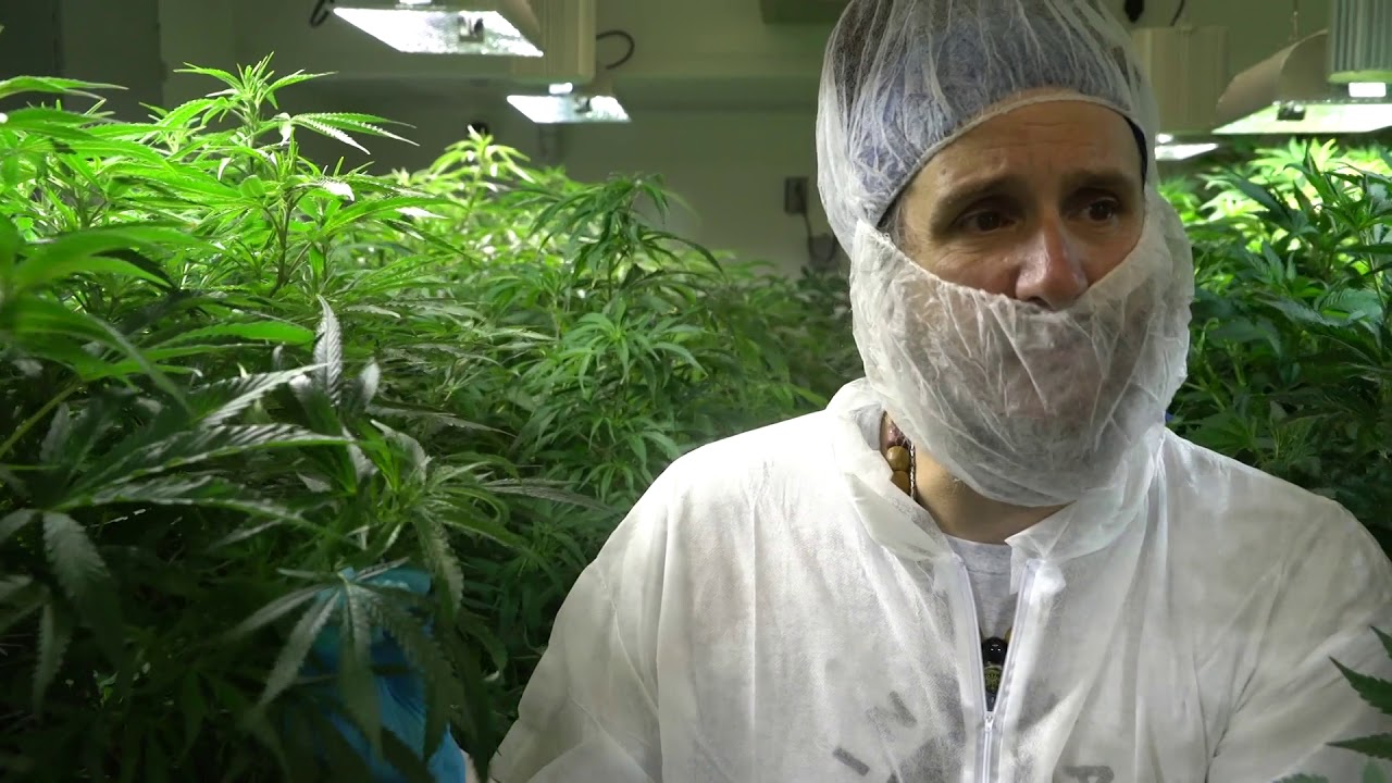 A rare look inside London's only legal cannabis grow-op
