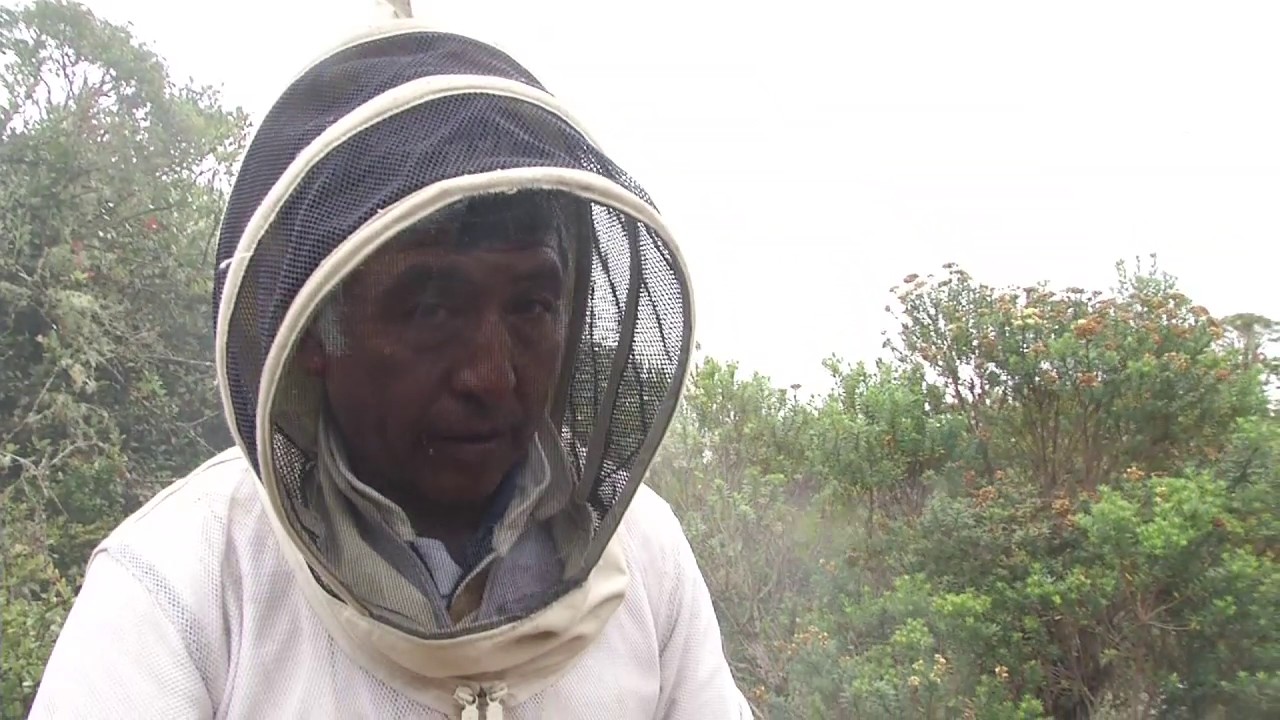 Agricultura al Día - Producción de polen y miel en Boyacá