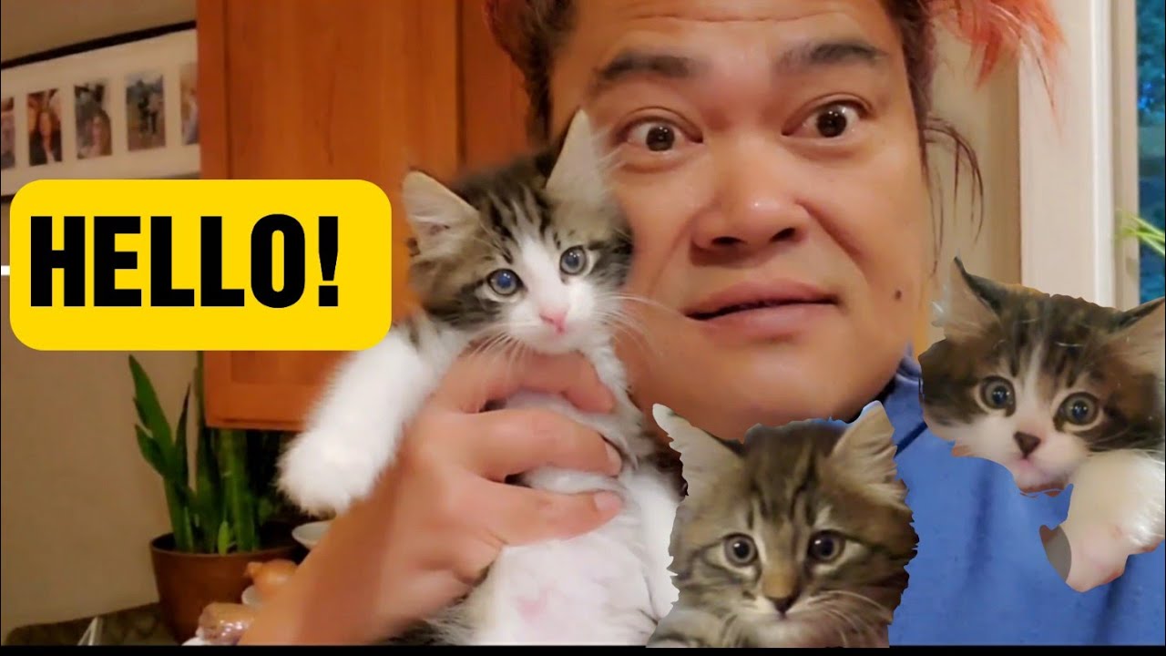 Maine Coon And Tabby Mix - 1st Vlog