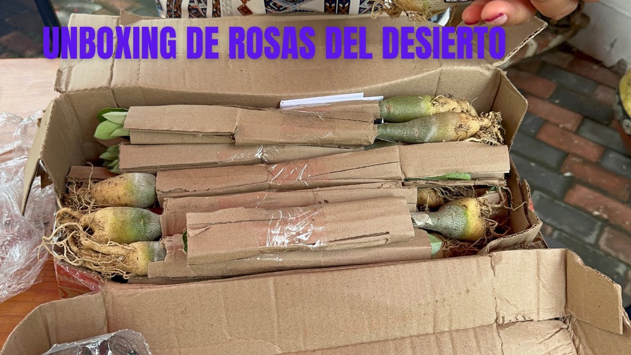 unboxing de rosas del desierto