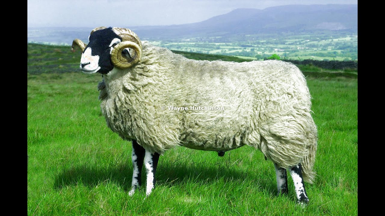 Britain's first &pound;100,000 Sheep. A look back