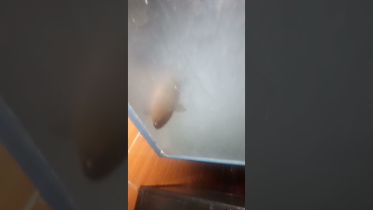Proses pemijahan ikan nilem di aquarium hasilkan jutaan telur