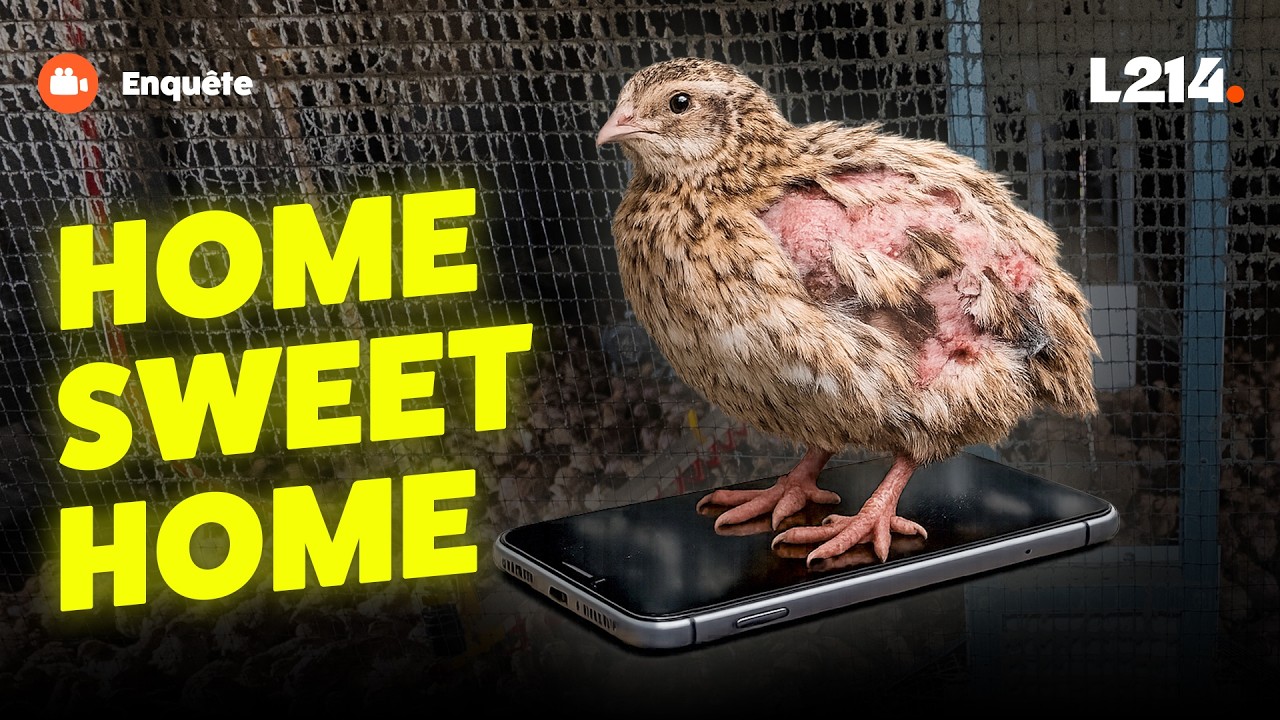 &Eacute;levage qualit&eacute; Carrefour 👉 Une caille vit sur la surface d&rsquo;un smartphone (si, si !)
