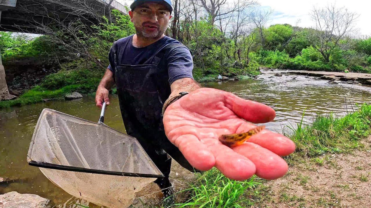 Desafío de pesca, llevo peces a mi pecera gigante. ACUARIO URBANO, PESCA URBANA