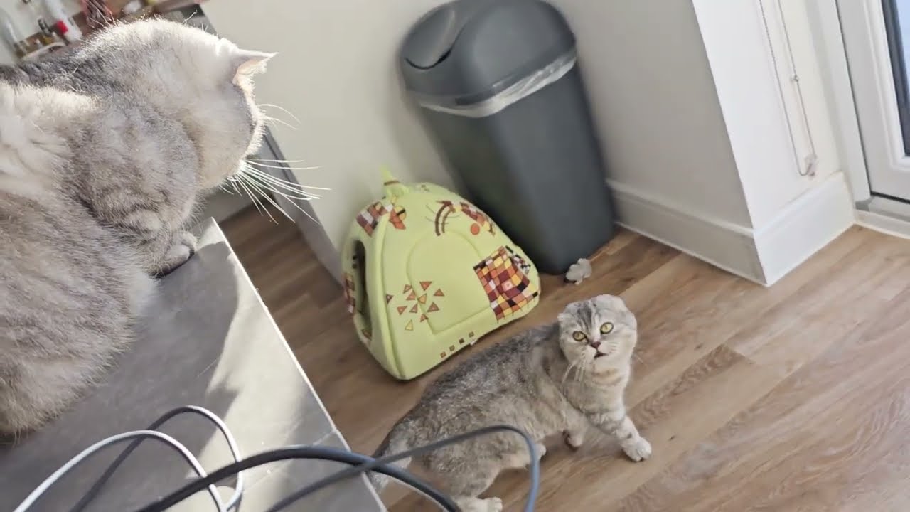Jak kotka Chloe flirtuje z kotem Bonikiem