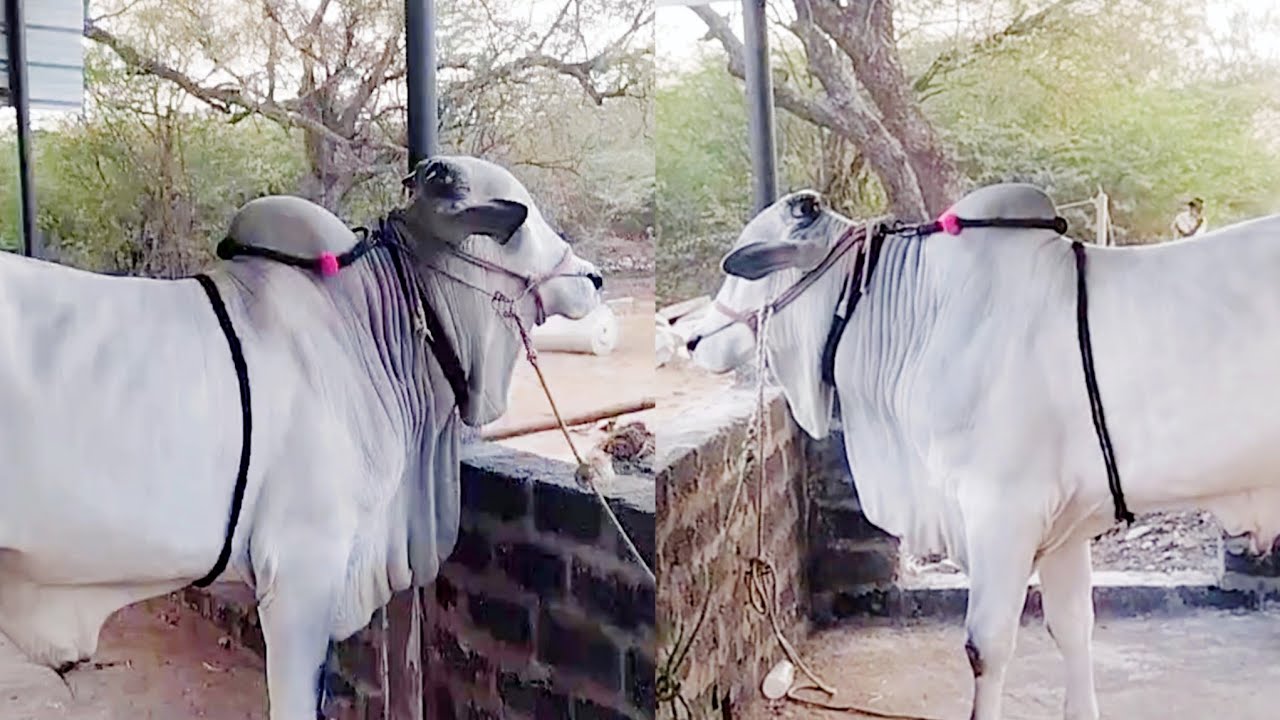 పాల పళ్ళు 2 పళ్ళ కోడెలు అమ్మబడును-bulls for sale-oxen for sale-ox for sale-cattle for sale-ox videos