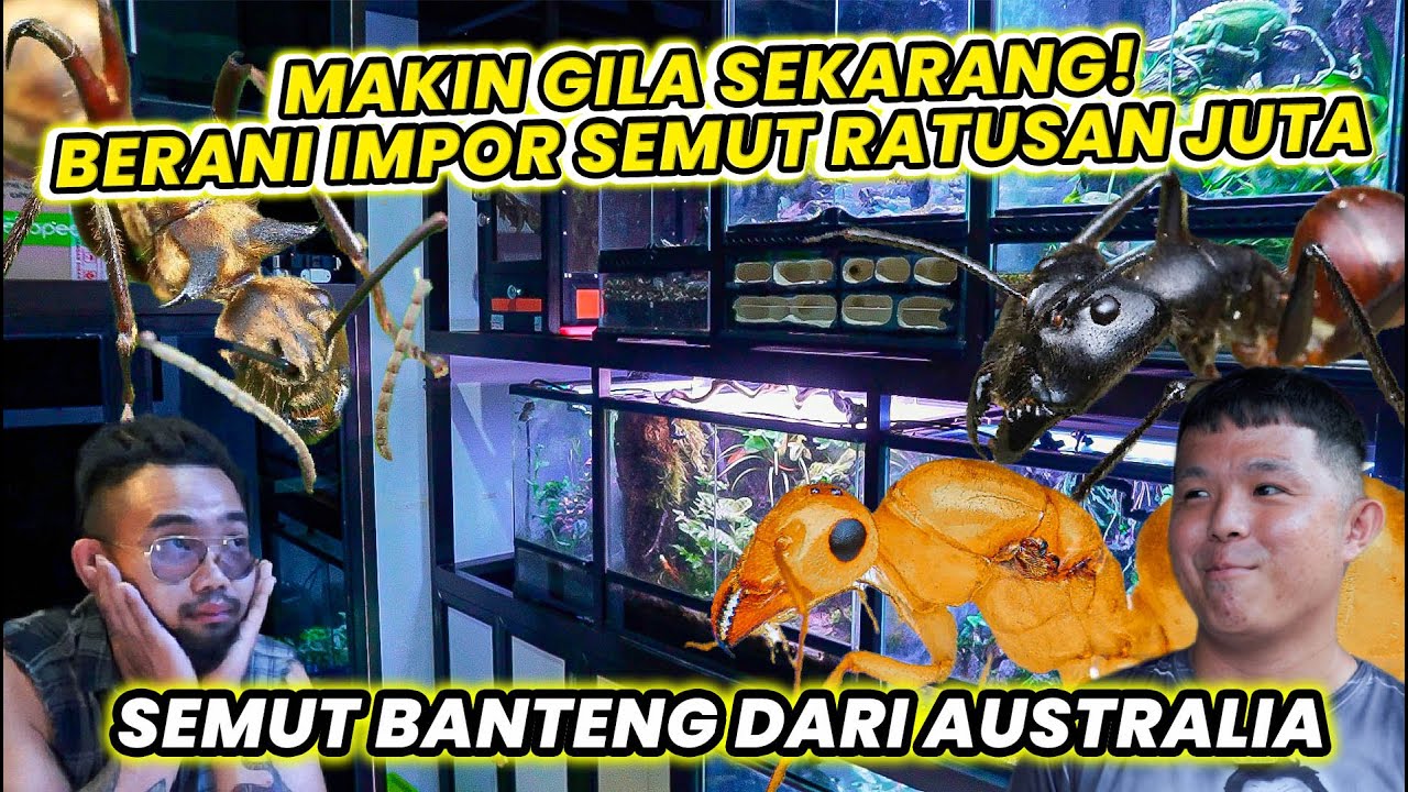 MAKIN GILA SEKARANG! BERANI IMPOR RATUSAN JUTA SEMUT BANTENG DARI AUSTRALIA #semut #semutmerah