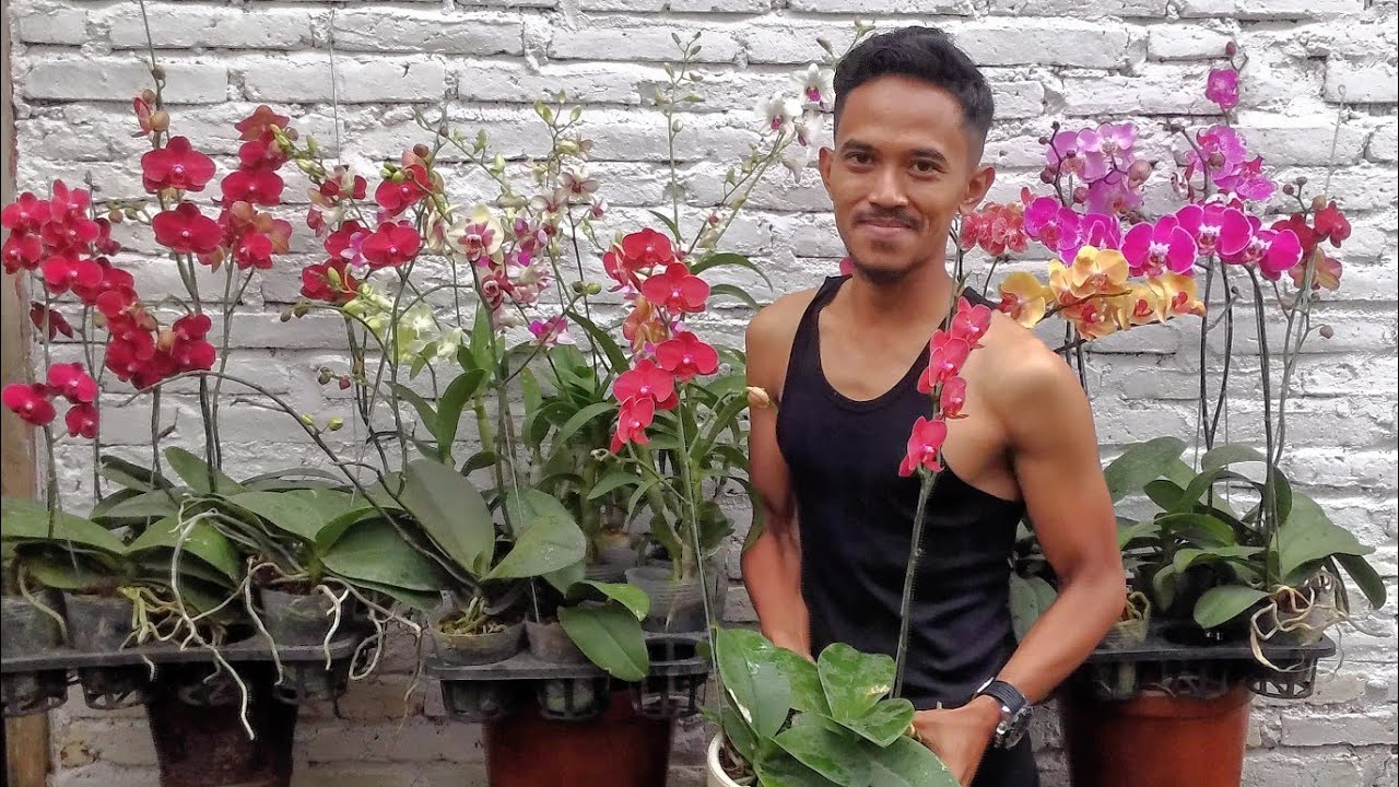 Supaya Anggrek Subur dan Rajin Berbunga, Berbunga banyak, Sampahin Aja.... Lho Kok?