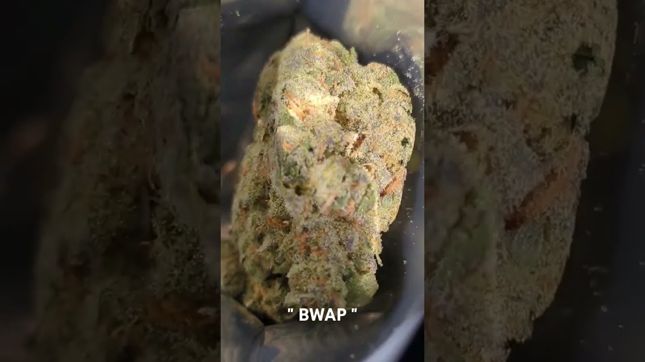 Sour x green crack - cosmic hemp gardens #rwap #420 #trees