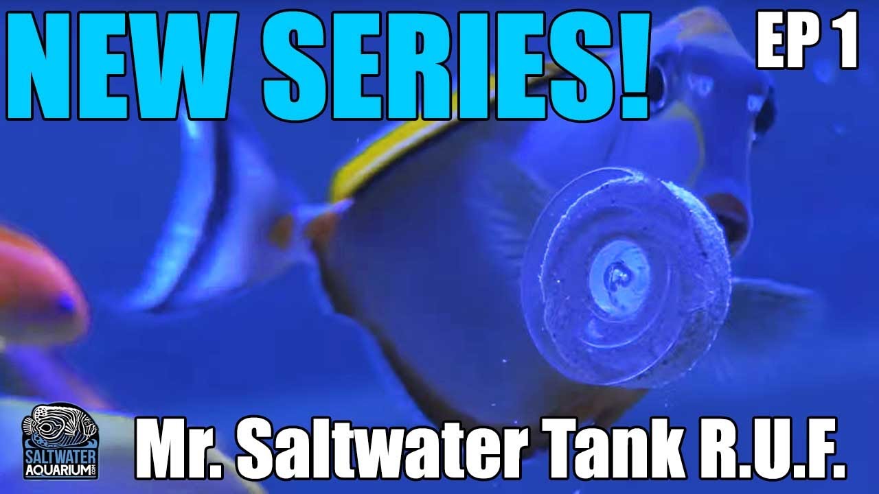 AQUAFOREST VEGE CLIP - Mr Saltwater Tank - Raw, Uncut and First Impressions  - NEW SERIES!