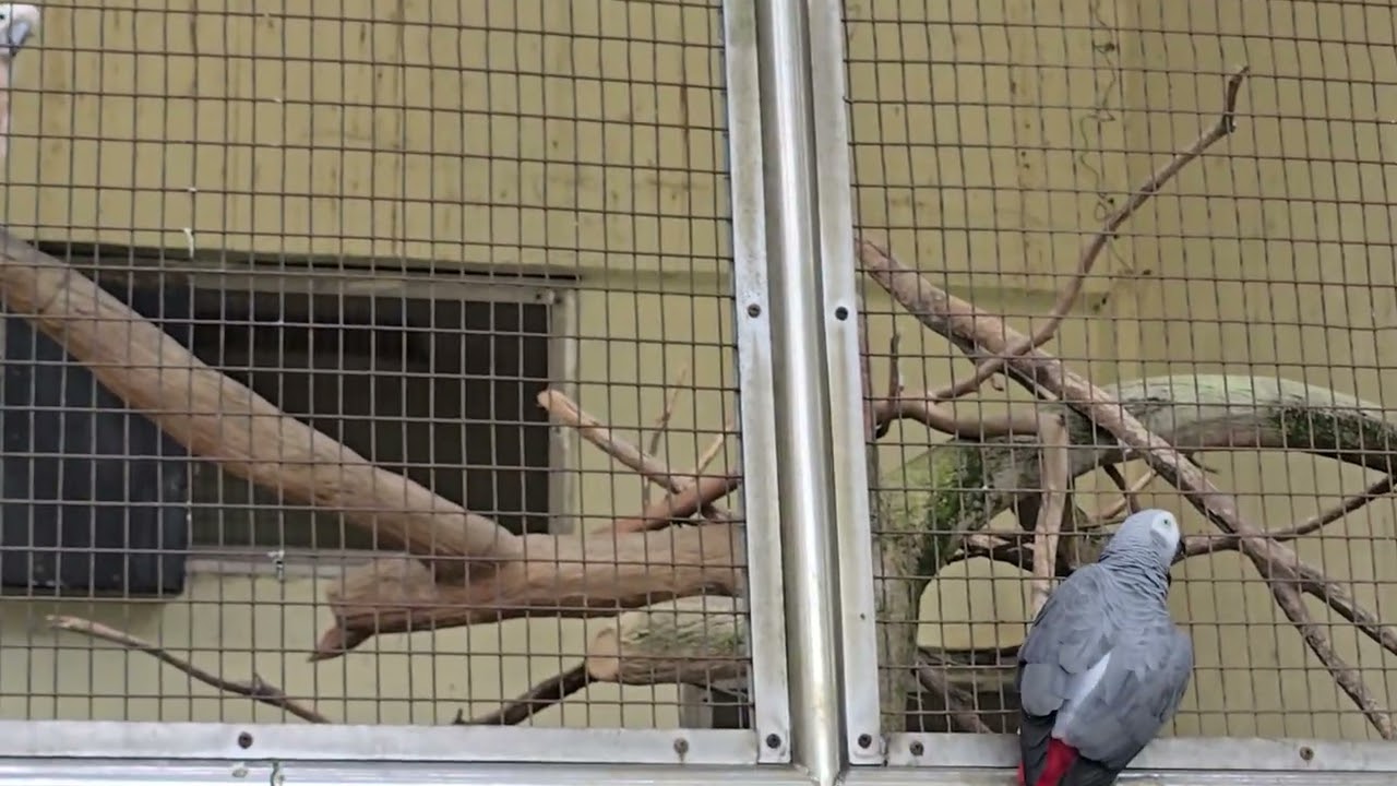 Nature’s Colors 🦜✨ | Parrots at KL Bird Park