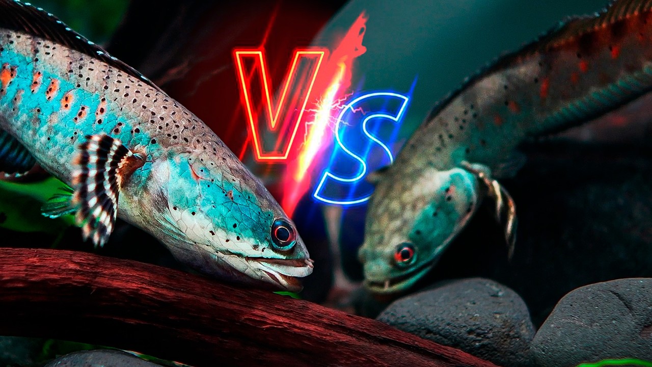 ¿Qué Sucede si Juntamos 2 Peces Extremadamente Agresivos en una Pecera?