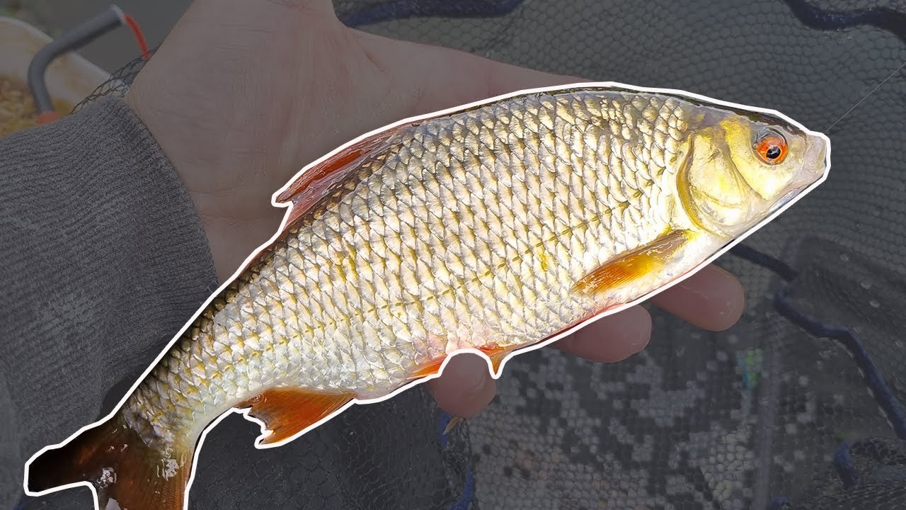 Hemp Fishing... With more detail! 🤓