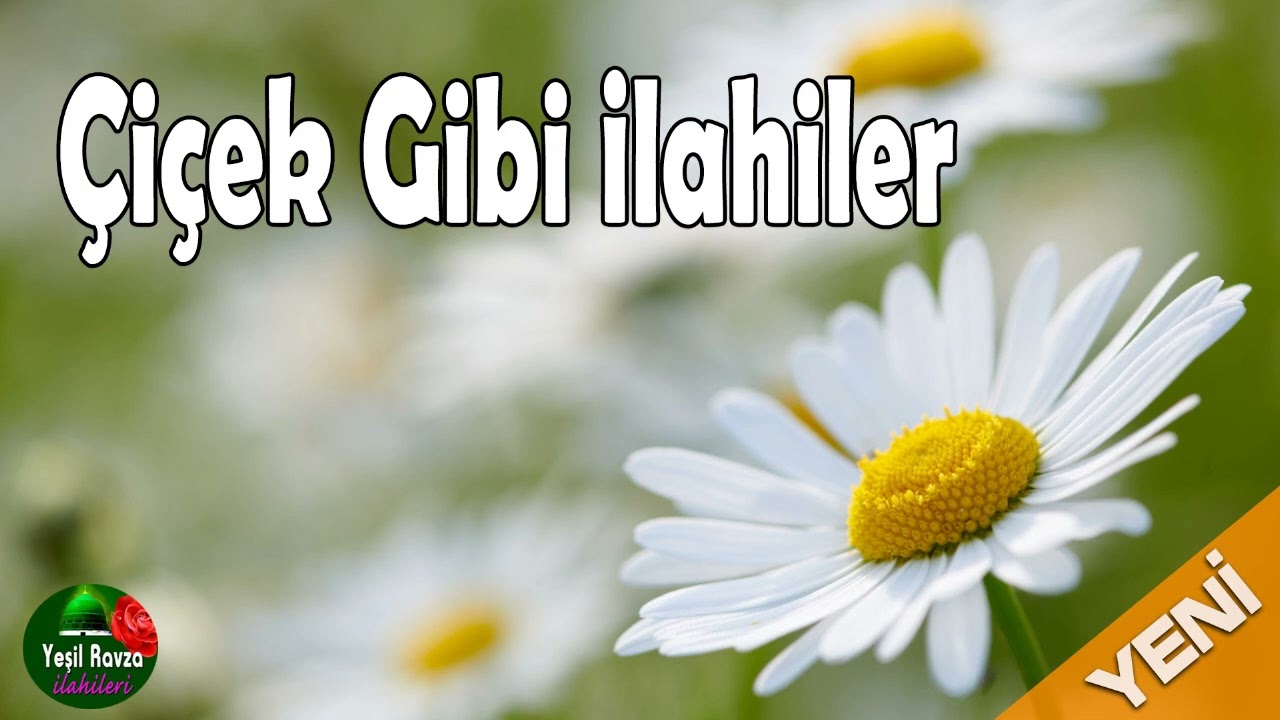 Çiçek Gibi İlahiler 💖 Karışık Harika İlahiler 💖 Yeşil Ravza İlahileri