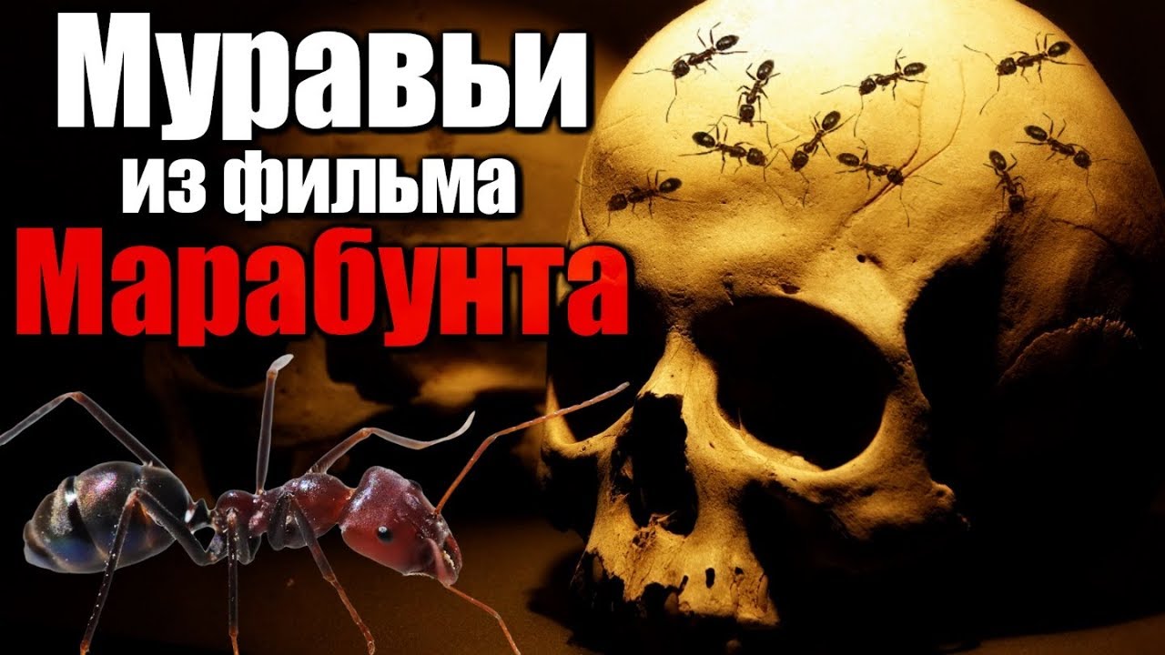 MR&Oacute;WKI Z FILMU MARABOONTA