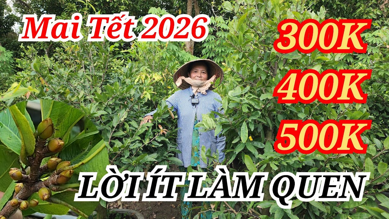 📞 HẰNG 0382804806 MAI TÀNG CHƠI TẾT NỤ ĐẶC 300-500K BAO SHIP 02/01/2026 | Bến Tre Ơi