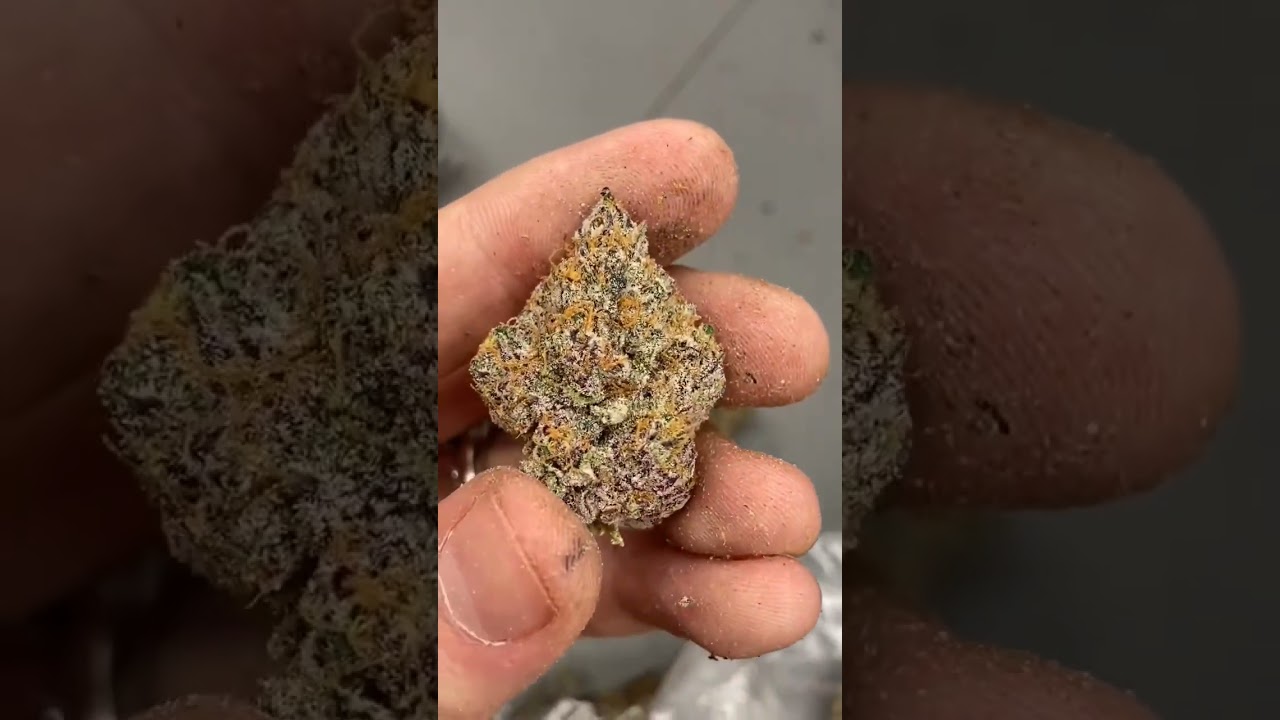 🔥 WHOLE MELT EXPLAINED &ndash; PURE QUALITY YOU CAN SEE 🔥