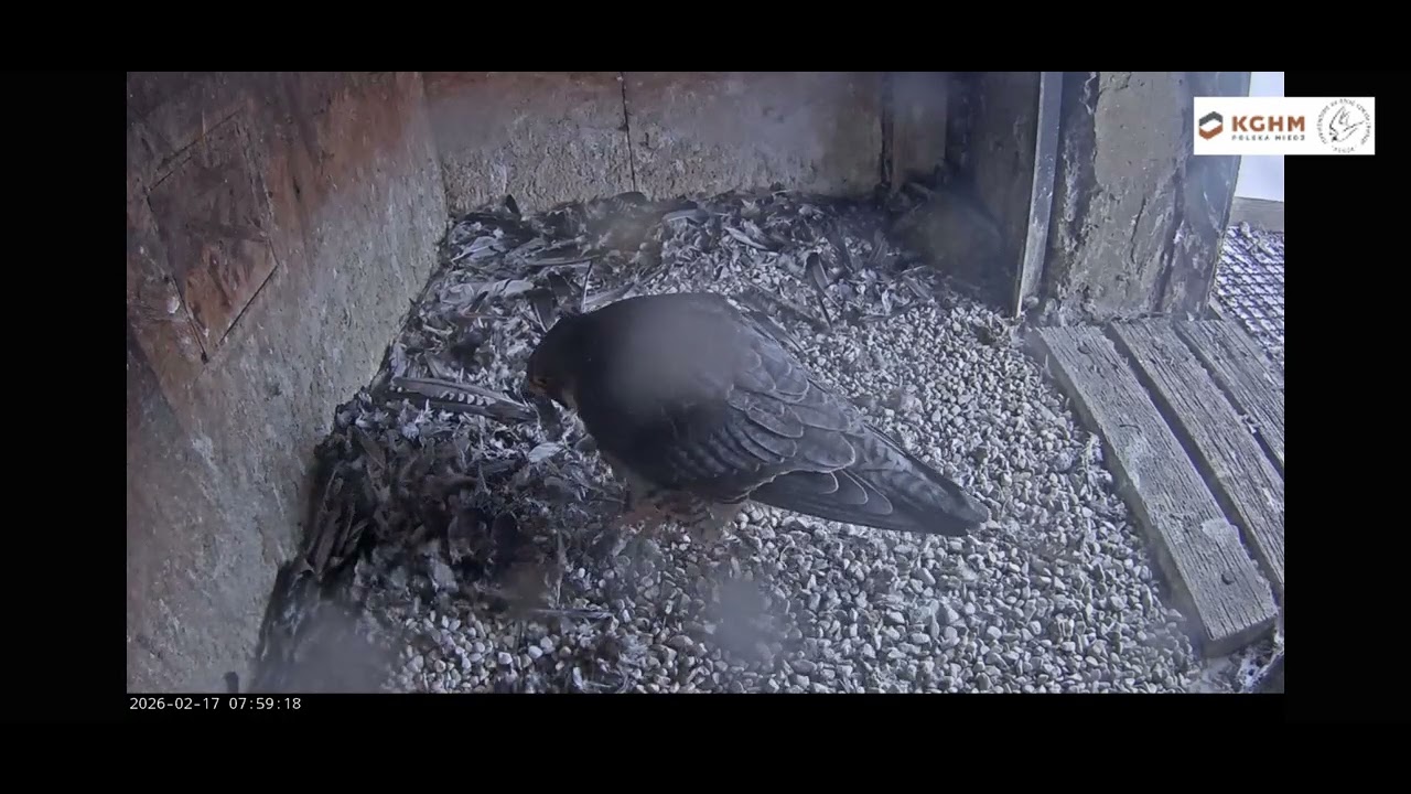 GŁOGÓW_17.02.2026_Samiec bez obrączek🤫 i LUNA II są już  widziani razem w gnieździe 