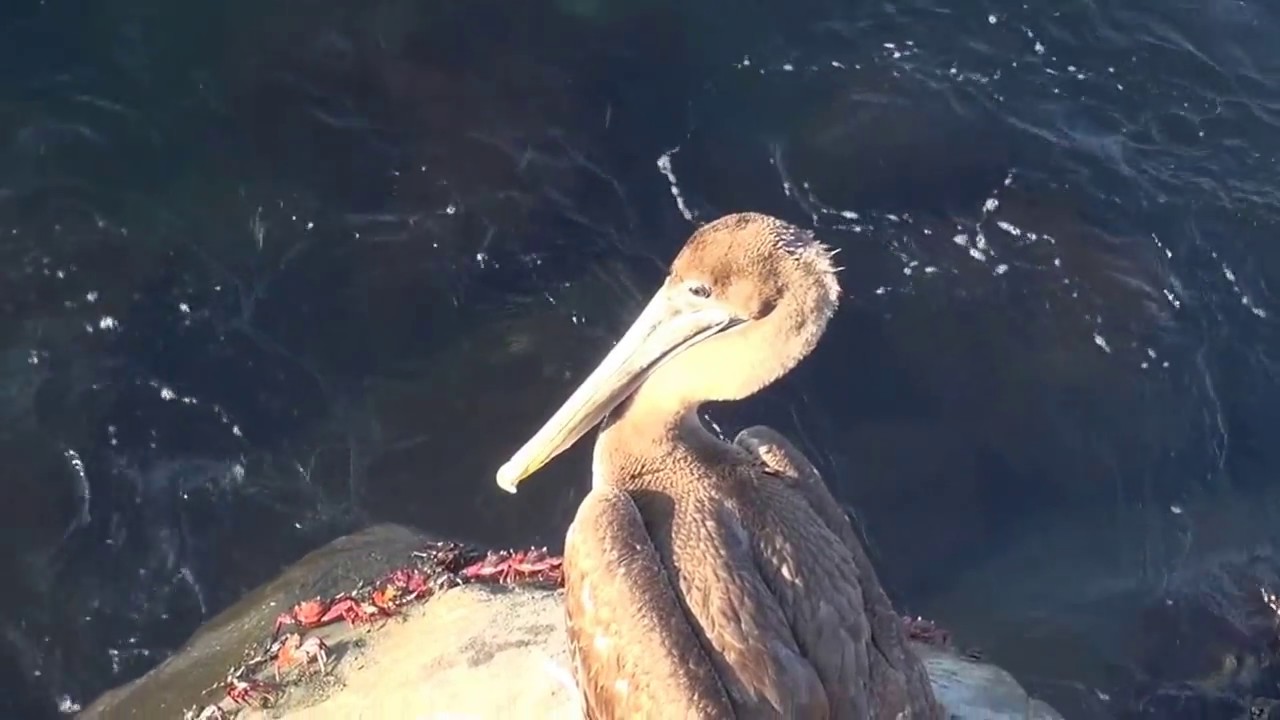 Pacifique la traversée
