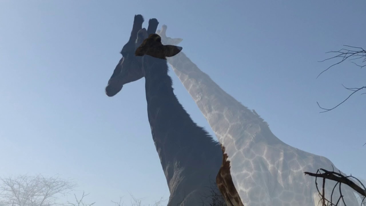 Wildlife in the Kruger National Park, South Africa