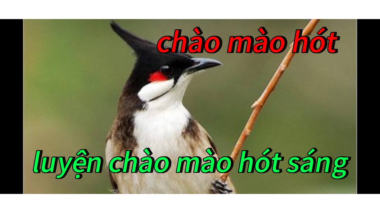 chào mào hót sáng dìu chim yếu lửa | kích bổi hót
