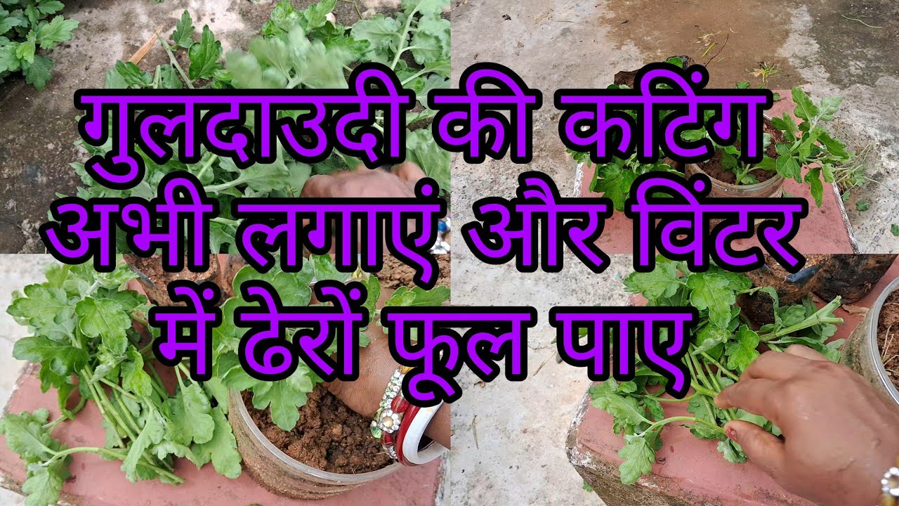 बिना समय गवाए फटाफट गुलदाउदी की कटिंग लगा ले #cutting #guldaudiplants