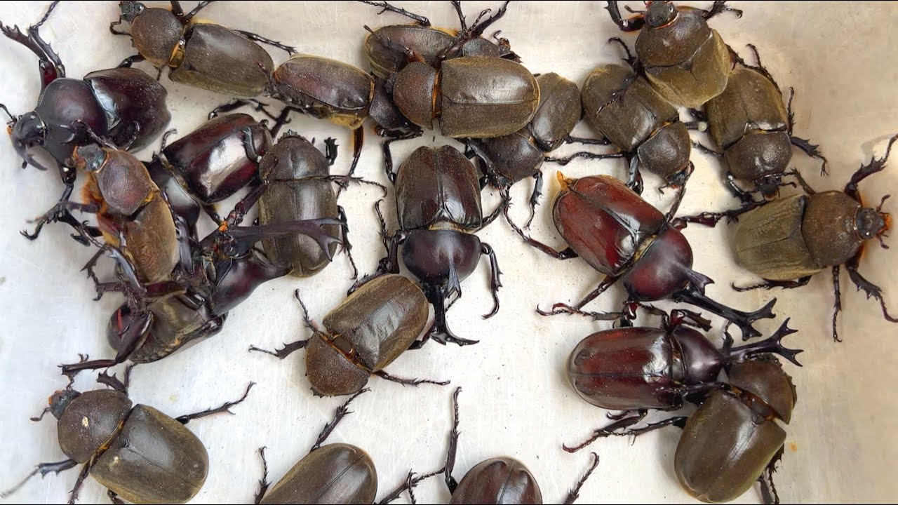 Beetle Festa 2022 Большое количество японских жуков-носорогов [Жук и жук-олень]