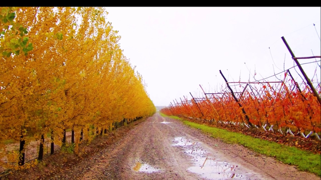Vista Alegre  - The Best Patagonian Cherries -