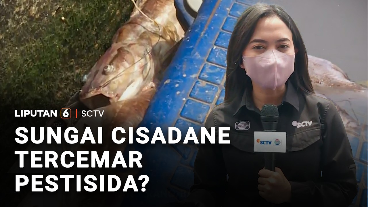 Sungai Cisadane Tercemar Pestisida? | Liputan 6