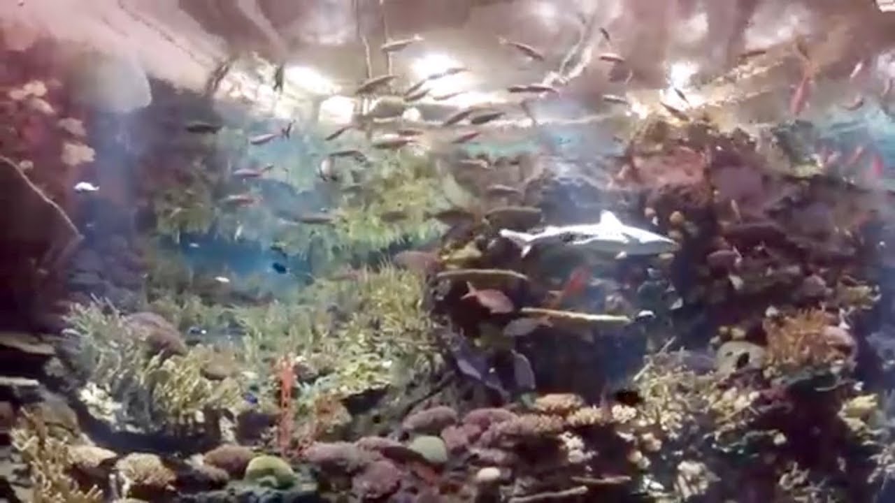 New York Aquarium, Ocean Wonders: Sharks!