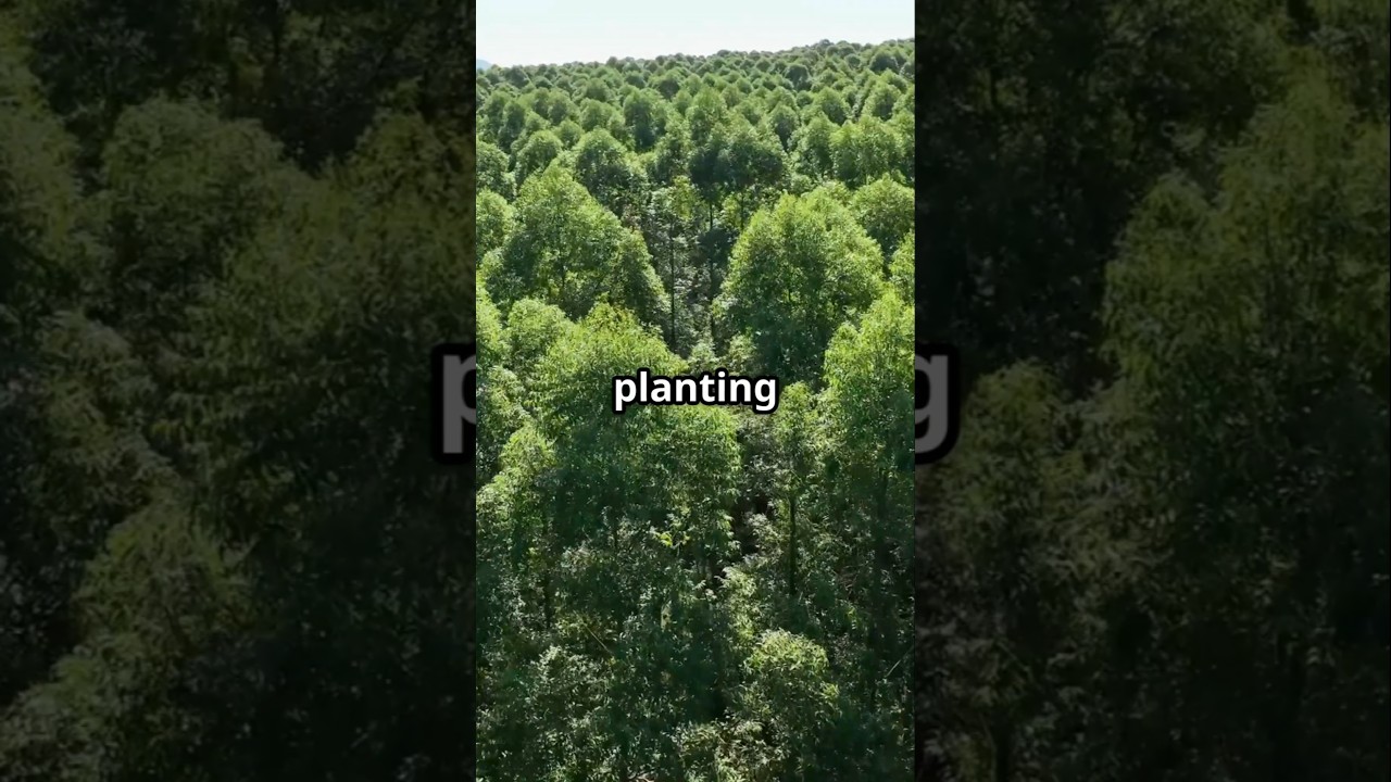 How Many Trees 🌳 🤔 700 per Person ? #climatechange #facts          Hit LIKE 👍 & SUBSCRIBE