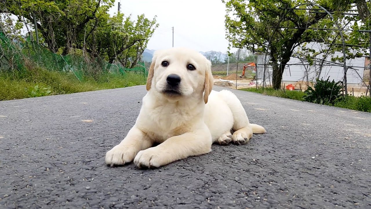 Got a Puppy! Two months old Labrador Retriever! Cute dog