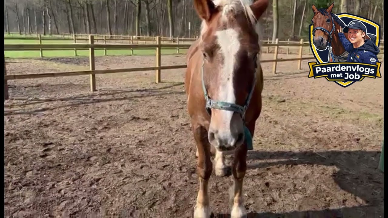 MARUS GOOF DIEGO EN NIEUWSON