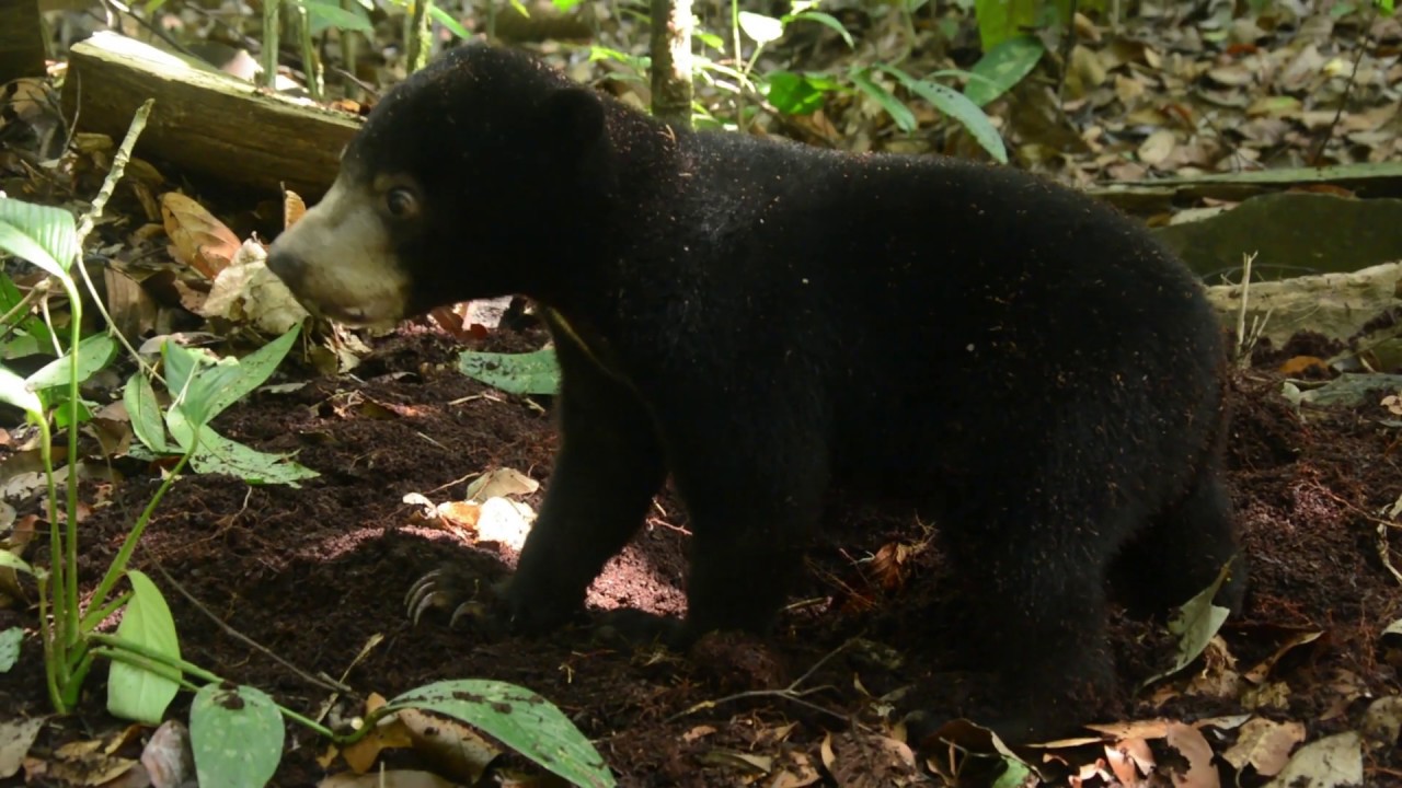 Sun Bear Diet | Sun Bears are Opportunistic Omnivorous | BSBCC