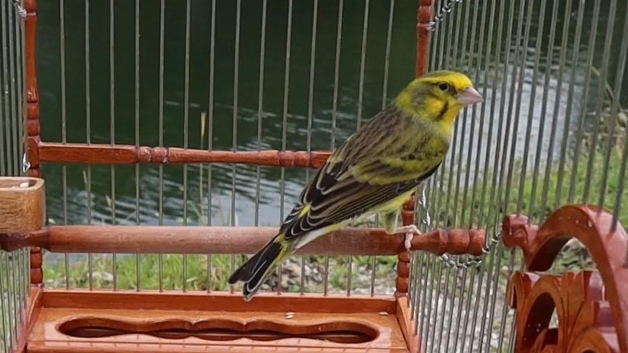 Serinus Mozambicus mule | Yellowfronted canary mix | Relaxing Sound | Stress Relief | hybrid finch