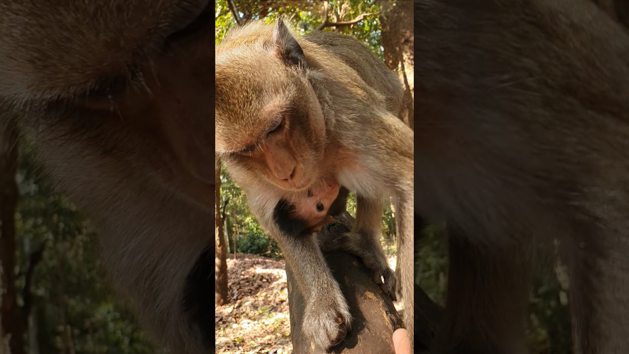 Wildlife monkeys in amber troop 