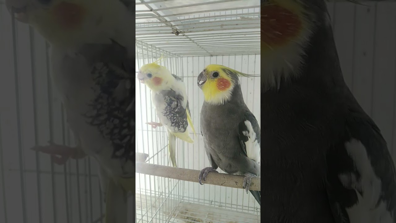 my cockatiel fighting 😳😳👈