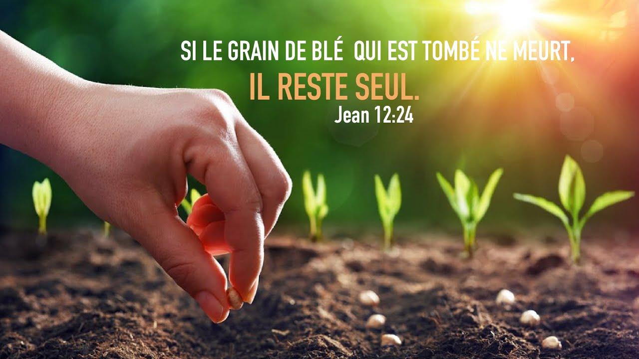 Exhortation: SI LE GRAIN DE BLÉ QUI EST TOMBÉ EN TERRE NE MEURT, IL RESTE SEUL. | Jean 12:24|