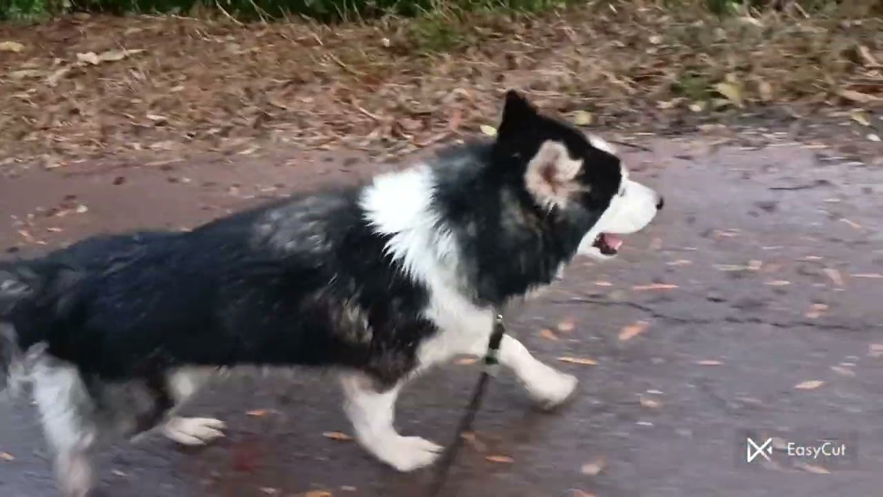 Evening walk 🤣😂