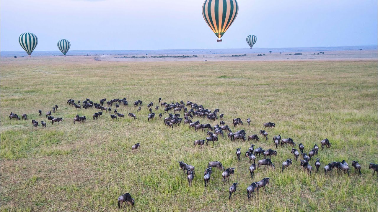 4K 東非大草原 : 肯亞-2 / East African Savannah: Kenya-2 / 東アフリカのサバンナ：ケニア-2