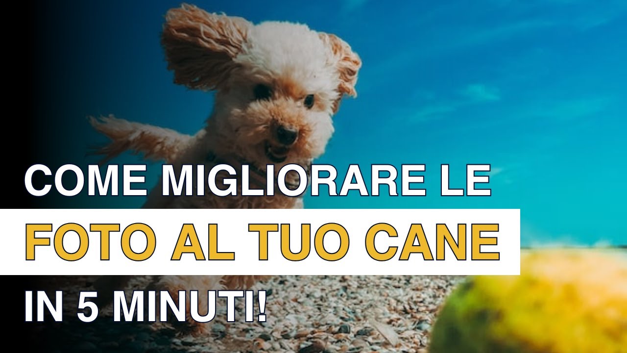 8 Trucchi Veloci e Semplici per Fotografare al Meglio i Cani