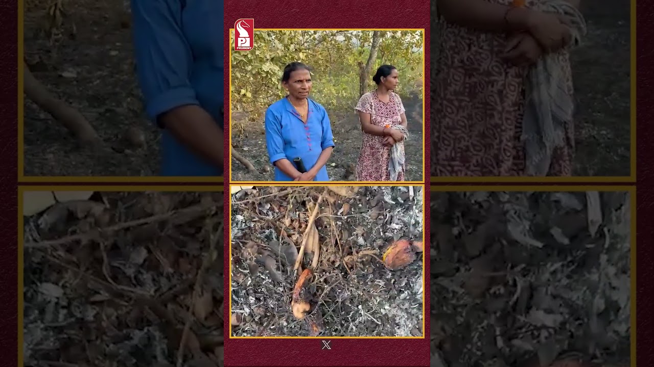 Cashew Farms Destroyed in Fire at Devamat, Nagvem; Losses Estimated at ₹8&ndash;9 Lakh