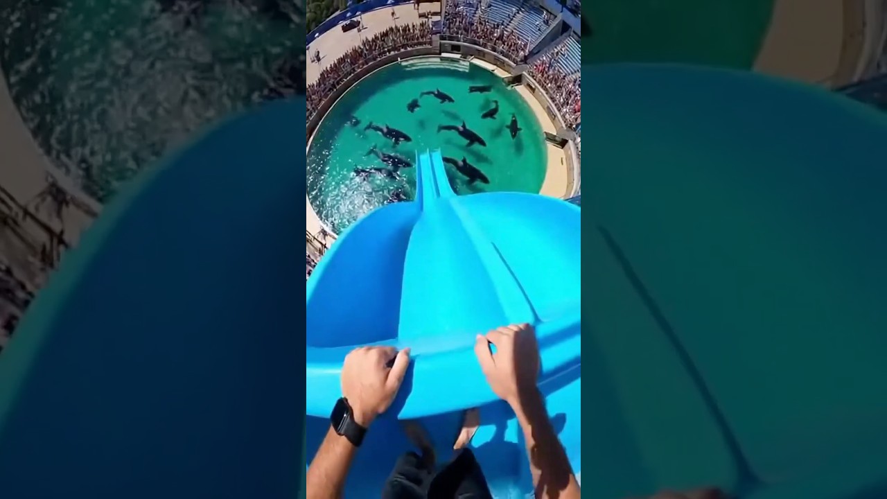 Waterslide into pool full of hungry killer whales