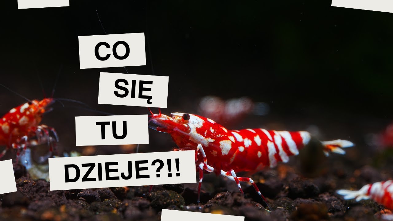 Aktualności z hodowli: Caridina, Neocaridina i co u mnie słychać